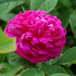 Rose de Rescht. HVB
