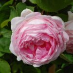 Constance Spry HVB