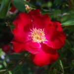 'Eddie's Jewel' HVB