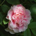 'Martin Frobisher' HVB