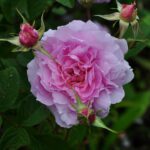 The Mayflower3